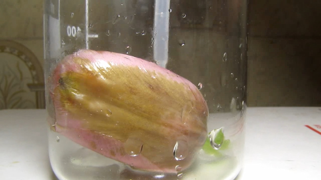 Pink tulip, ammonia and acetic acid